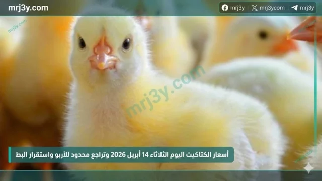 أسعار الكتاكيت اليوم