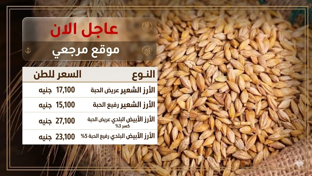 تعرف علي أسعار الأرز الشعير اليوم استقرار سعر السوق رغم ضغوط التكلفة والإنتاج