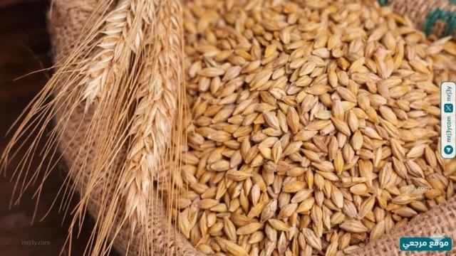 تعرف علي أسعار الأرز الشعير اليوم استقرار سعر السوق رغم ضغوط التكلفة والإنتاج