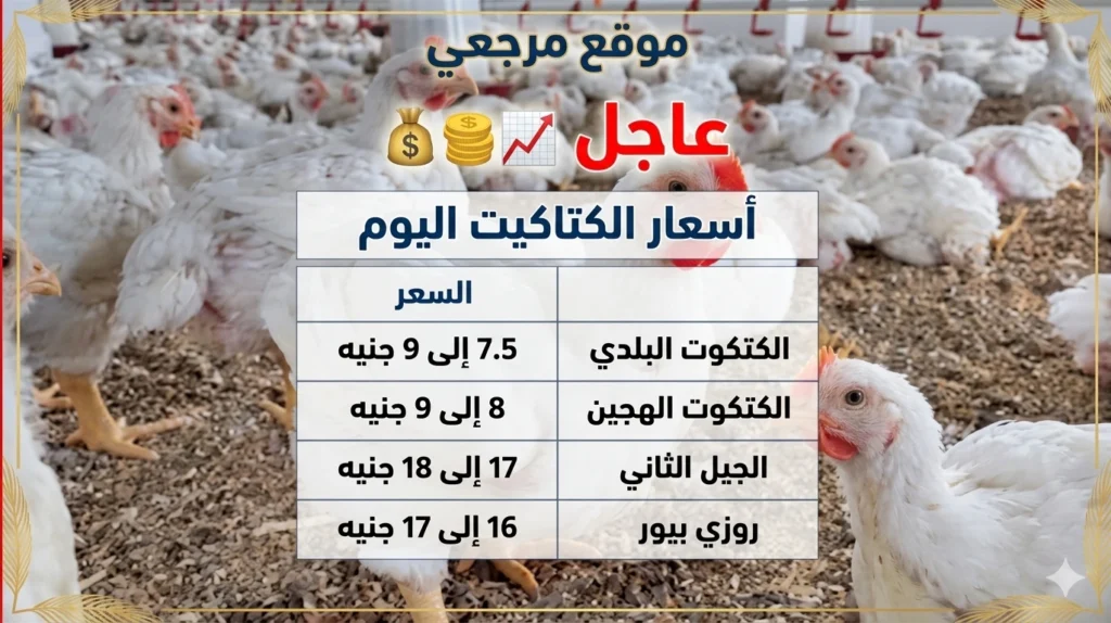 زيادة جديدة في أسعار الفراخ الساسو اليوم داخل الأسواق المصرية