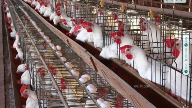 سعر الدواجن اليوم