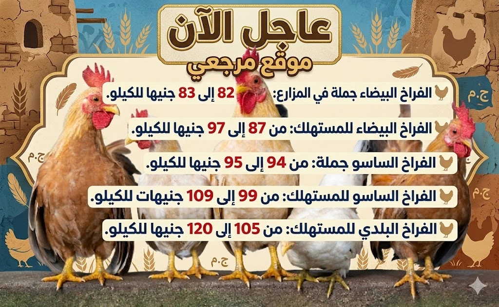 هبوط سعر الفراخ البيضاء اليوم السبت 25-4-2026 تستقر للبيضاء وتتراجع الساسو 2 سعر الفراخ البيضاء