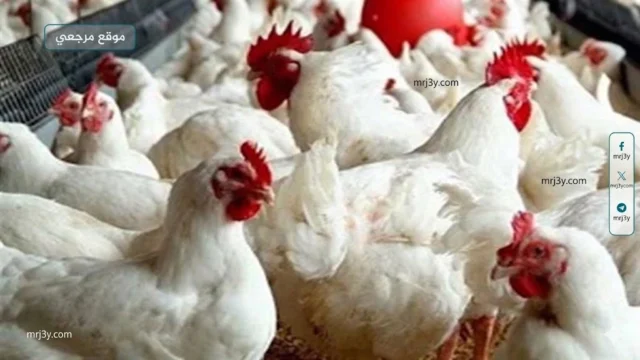 سعر الفراخ البيضاء اليوم