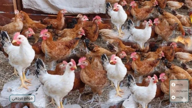 سعر الفراخ البيضاء اليوم