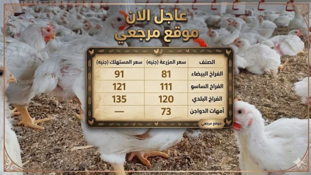 سعر الفراخ البيضاء اليوم