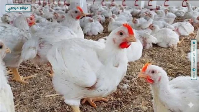سعر الفراخ البيضاء اليوم