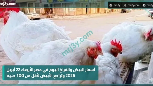 سعر الفراخ البيضاء اليوم