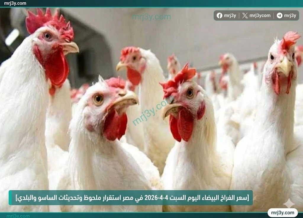 سعر الفراخ البيضاء اليوم
