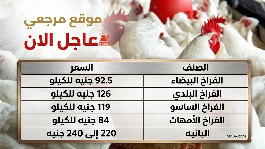 سعر الفراخ البيضاء اليوم