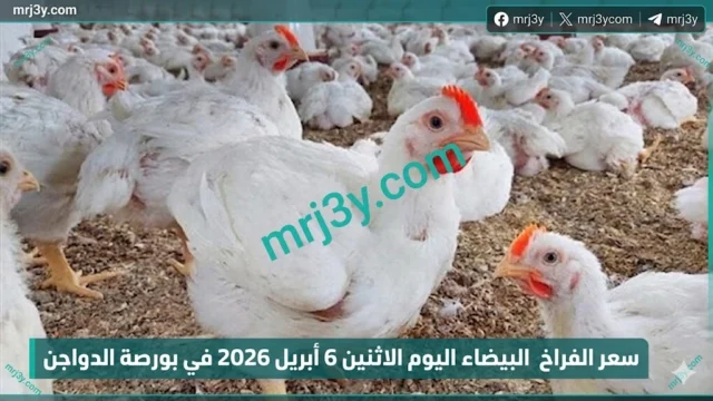 سعر الفراخ البيضاء اليوم الاثنين 6 ابريل 2026