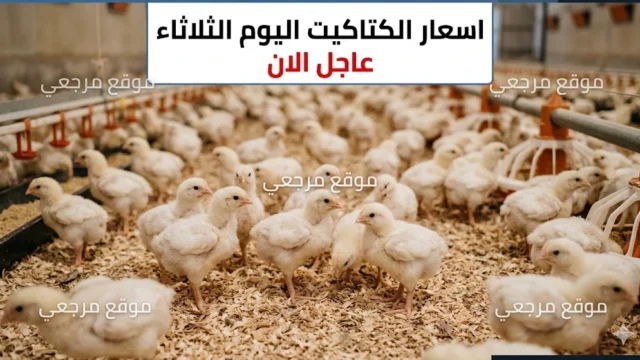 سعر الكتاكيت اليوم