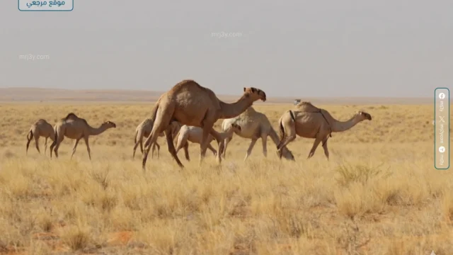 محمية الملك عبدالعزيز تفعل تصاريح الرعي بمراحل خلال 2026