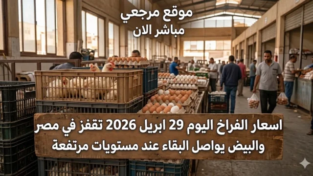 اسعار الفراخ اليوم 29 ابريل 2026 تقفز في مصر والبيض يواصل البقاء عند مستويات مرتفعة