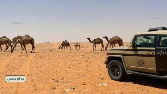 ضبط مخالف رعي داخل محمية ملكية بالسعودية