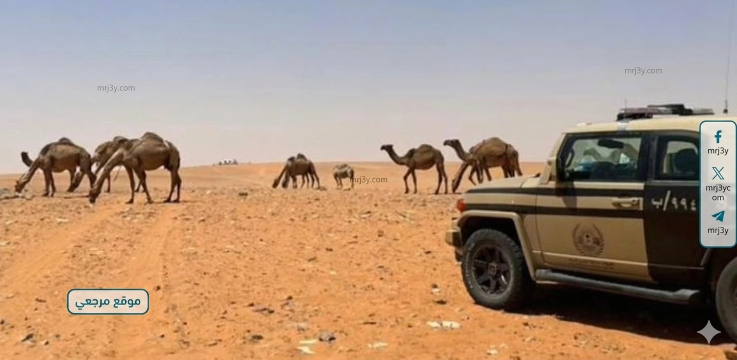 ضبط مخالف رعي داخل محمية ملكية بالسعودية