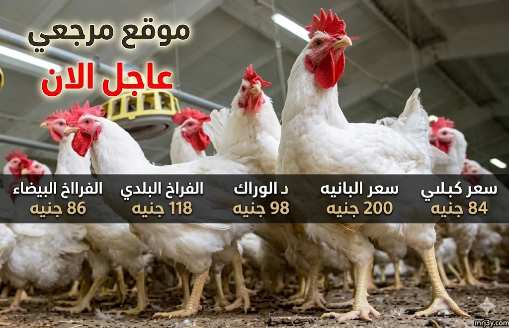 نزول اسعار الفراخ البيضاء اليوم الاثنين 13 ابريل 2026 داخل الاسواق