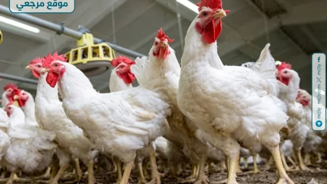 نزول اسعار الفراخ البيضاء اليوم الاثنين 13 ابريل 2026 داخل الاسواق