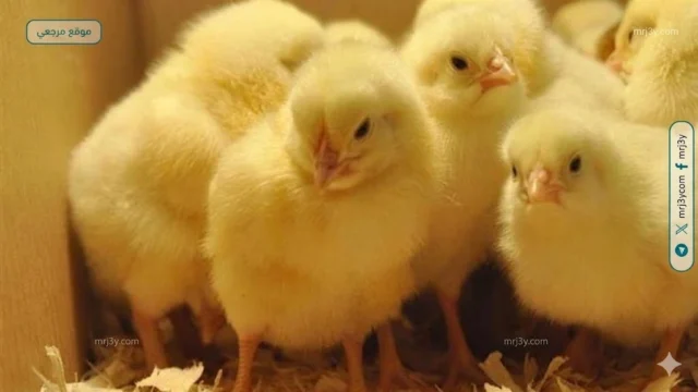 نزول مفاجئ يضرب أسعار الكتاكيت اليوم في السوق المصري الاثنين 13-4-2026 تحديث جديد الآن رسمي