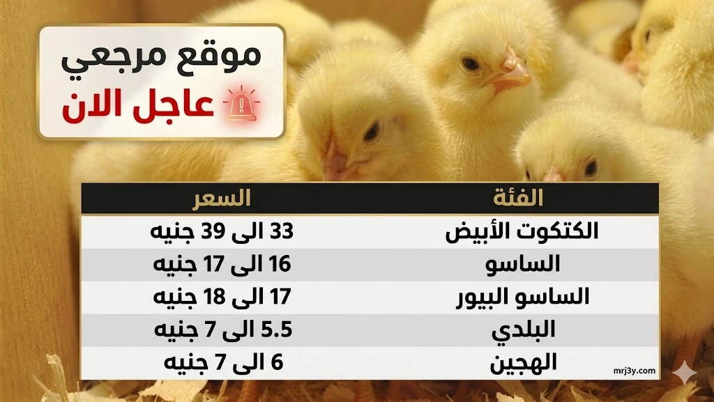 نزول مفاجئ يضرب أسعار الكتاكيت اليوم في السوق المصري الاثنين 13-4-2026 تحديث جديد الآن رسمي