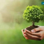 وزيرة التنمية المحلية تعلن انتهاء المرحلة الرابعة لمبادرة التشجير بالمحافظات