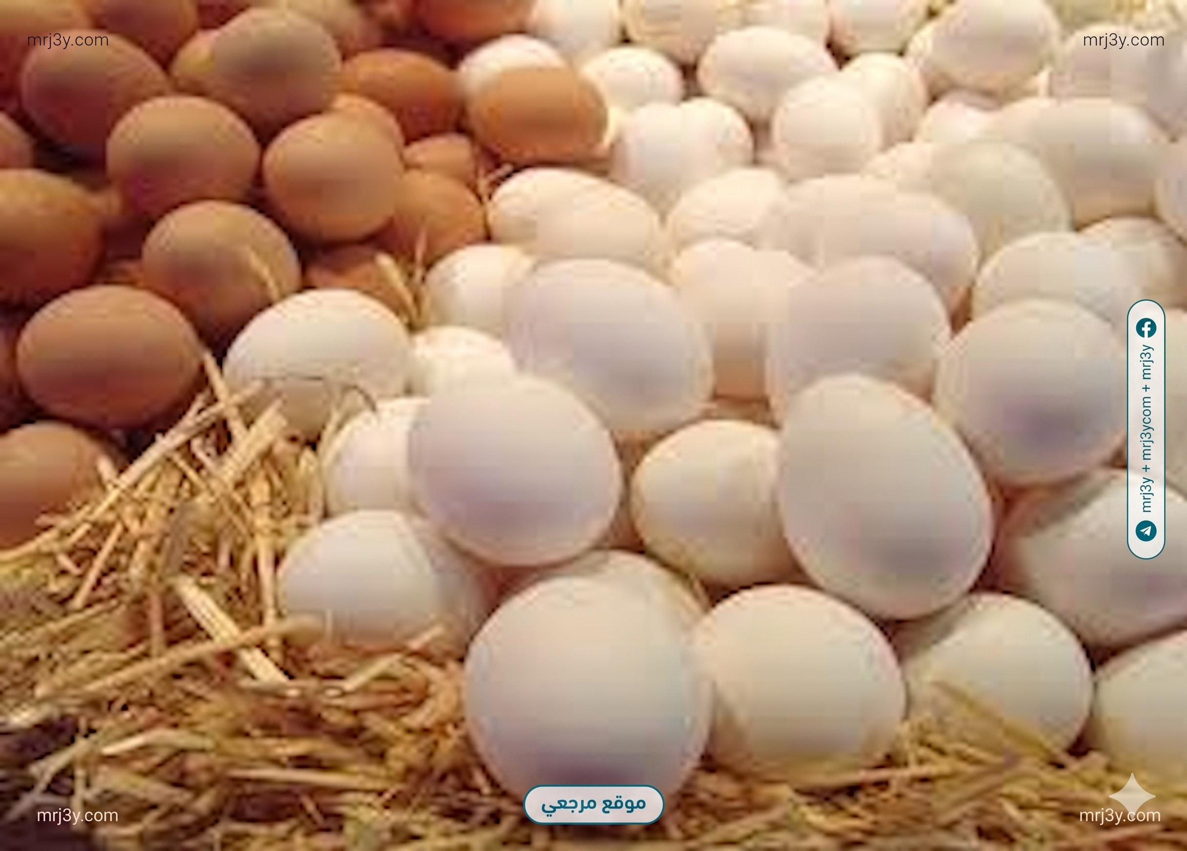 أسعار البيض اليوم