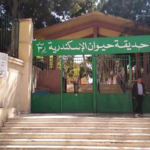 نقل صغار الشمبانزي لحديقة الاسكندرية بعد ضبطها بمطار القاهرة
