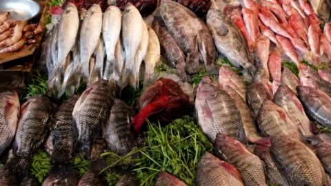أسعار الأسماك اليوم