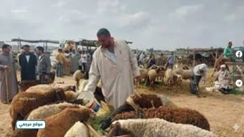 أسعار الأضاحي