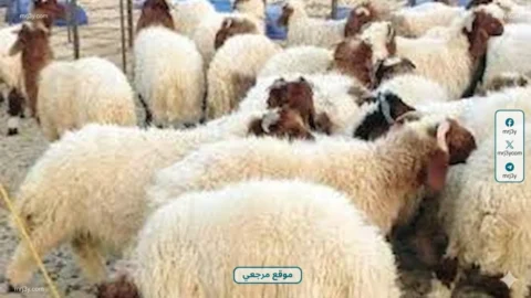 أسعار الأضاحي في مصر