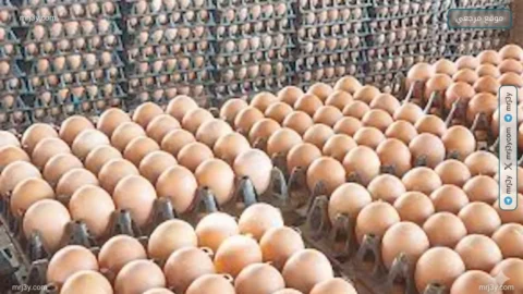 أسعار البيض