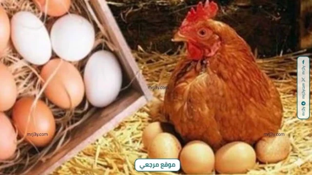 أسعار البيض