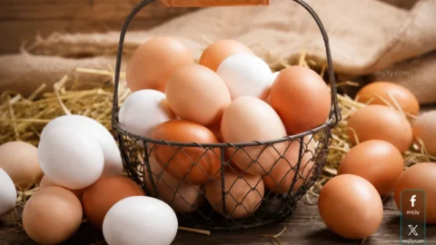أسعار البيض اليوم