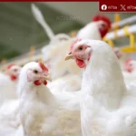 هدوء بأسواق الدواجن في الغربية واستقرار نسبي ينعكس على حركة البيع