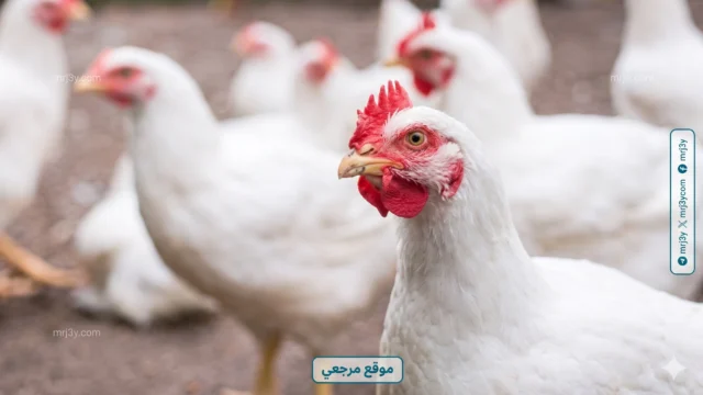 أسعار الدواجن اليوم