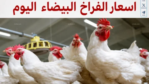 أسعار الدواجن اليوم