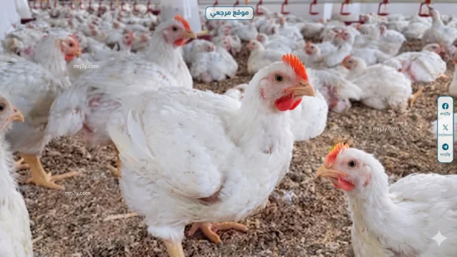 أسعار الفراخ البيضاء اليوم في مصر