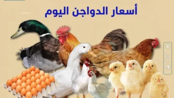 أسعار الفراخ اليوم