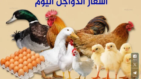 أسعار الفراخ اليوم