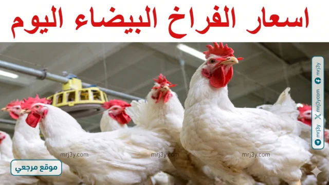 أسعار الفراخ اليوم في مصر