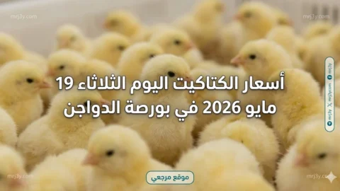 أسعار الكتاكيت اليوم الثلاثاء 19 مايو 2026