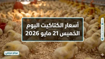 أسعار الكتاكيت اليوم الخميس 21 مايو 2026