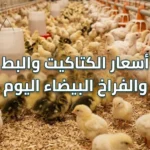 هبوط مفاجئ.. أسعار الكتاكيت والبط والفراخ البيضاء اليوم السبت 23 مايو 2026 داخل الأسواق المصرية