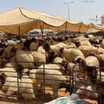أسواق حفر الباطن تشهد وفرة بالأضاحي مع رقابة بيطرية مكثفة