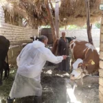 أسوان تواصل تحصين الماشية وتسجل 19 ألف رأس خلال الحملة القومية