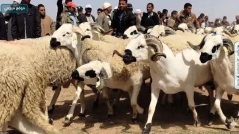أضحية عيد الأضحى