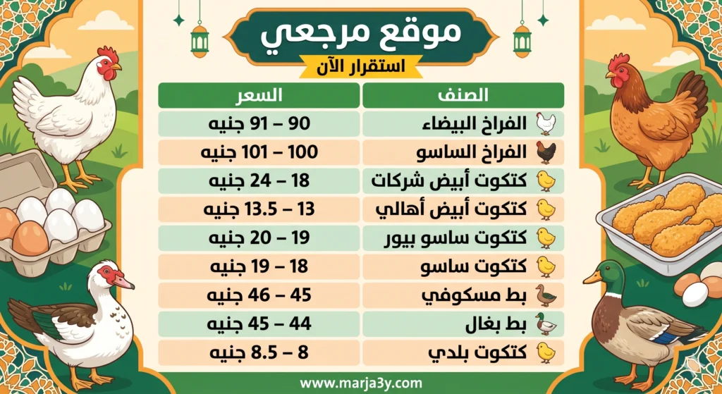 استقرار أسعار الفراخ البيضاء اليوم في مصر عند مستويات مرتفعة وترقب لتحركات السوق