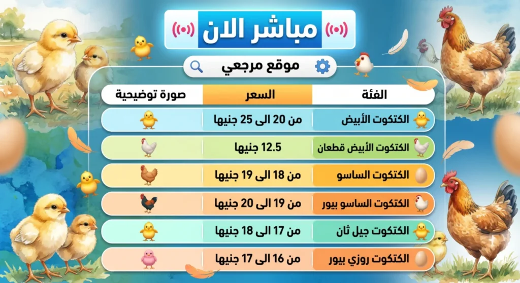استقرار أسعار الكتاكيت في بورصة الدواجن اليوم الأربعاء 6 مايو 2026 وسط ترقب المربين