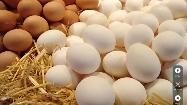 اسعار البيض اليوم