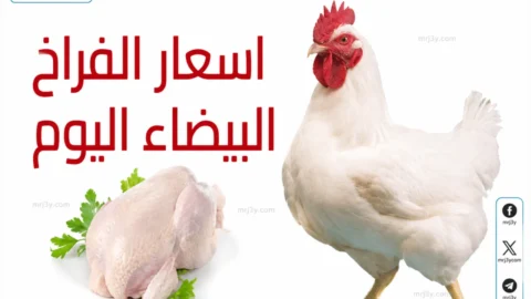 اسعار الفراخ اليوم