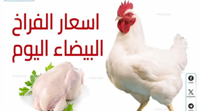 اسعار الفراخ اليوم